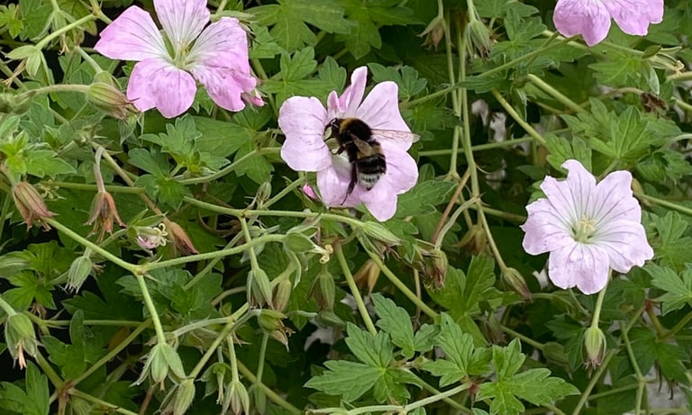 A bee taking nectar from a geranium plants