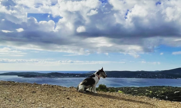 chien qui contemple la baie de saint-tropez