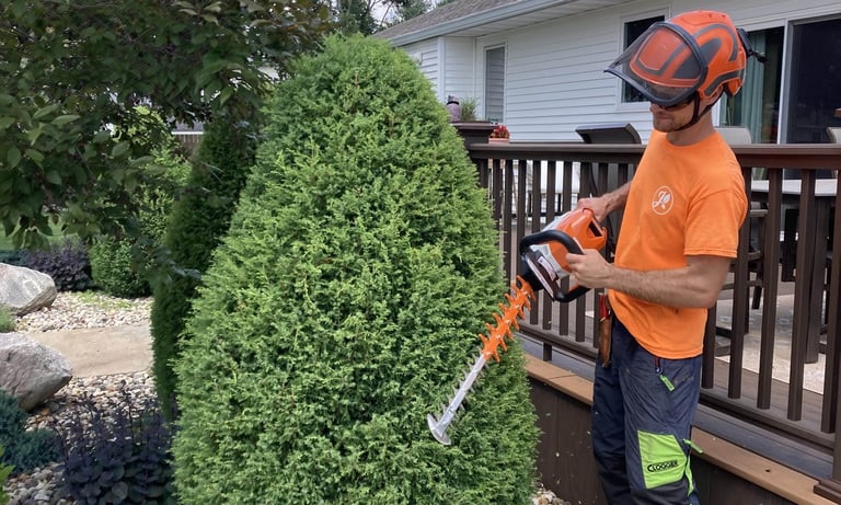 Ben shears an evergreen shrub