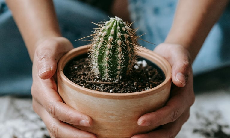 Cactus in fresh potting soil 