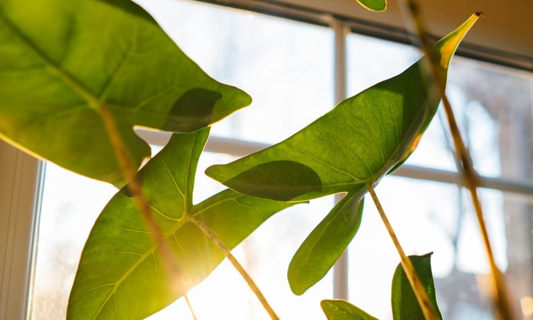 Alocasia Polly in sunlight