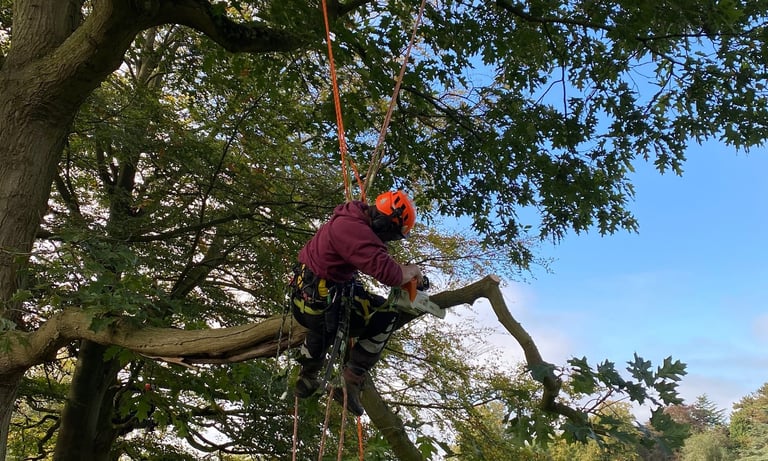 Chainsaw from rope and harness