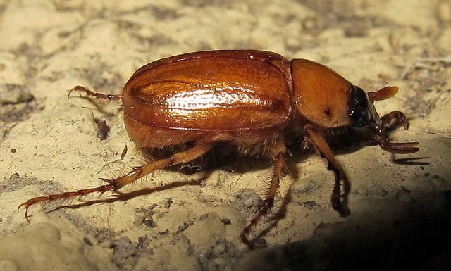 BROWN BEETLES PEST CONTROL SERVICE