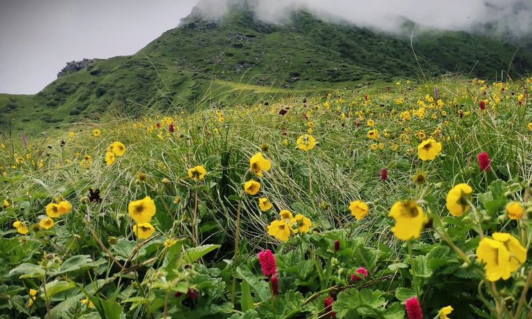 Yellow wildflowers blooming on grassy slopes beneath misty green hills
