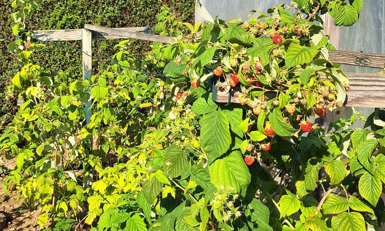 a berry bush with green leaves thriving in full sun