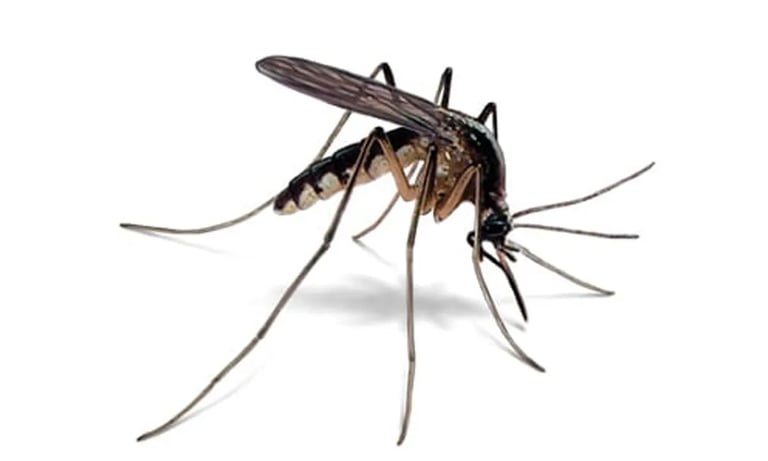 Mosquito Pest Control Service