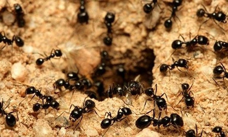 Ants Pest Control Service