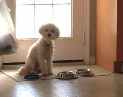 Maltipoo sitting in front of eating bowls