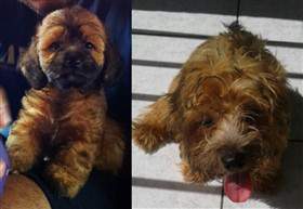 maltipoo color change