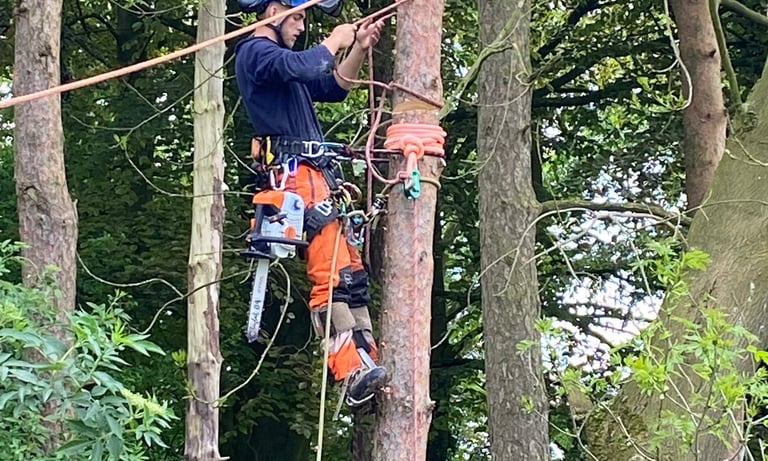Aerial tree rigging