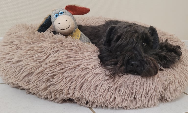 Tessie, Schnauzer nain noir se détend