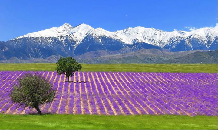 Lavender field in Provence valensole with snow covered mountains
