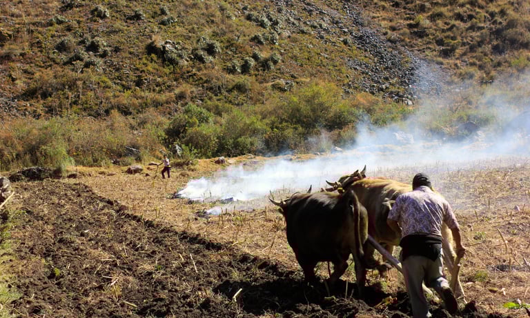 Preparing to plant at Ollantaytambo.