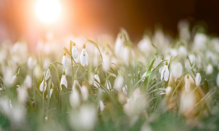 Field of snowdrops