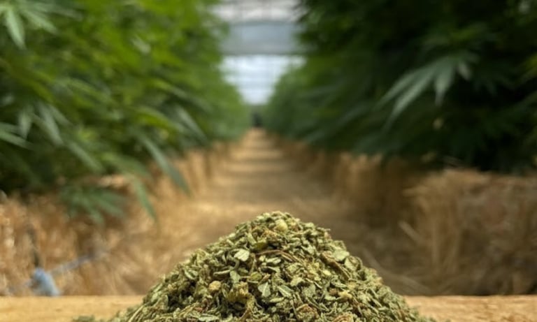 trim de la ferme de belon idéal pour la cuisine et le beurre de marakech ou beurre de cbd