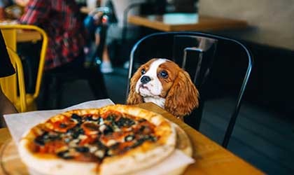 anna-maria-island-dog-friendly-locations