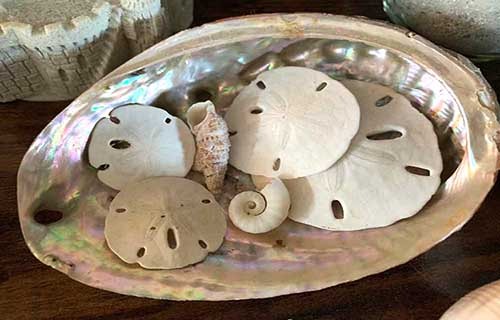 sand-dollars-on-anna-maria-island