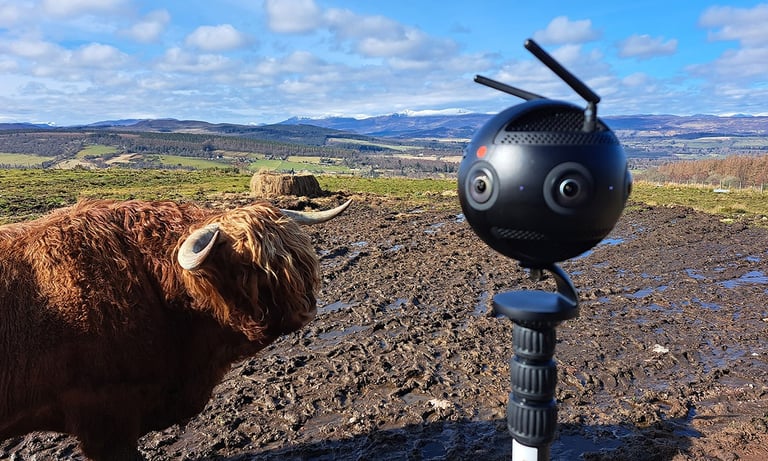 VR up close to highlands cow