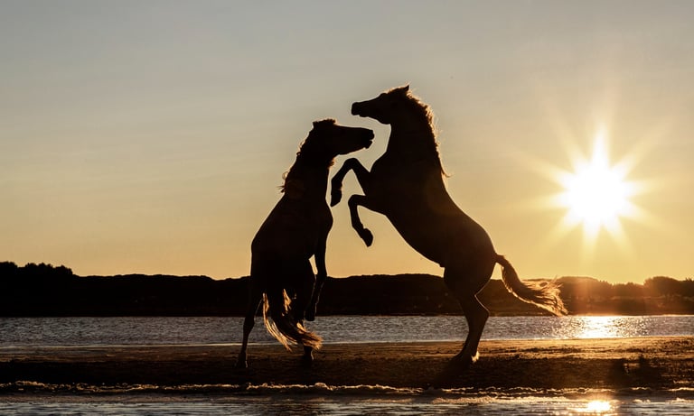 Silhouette of two wild horses rearing up and fighting on a beach at sunset by the water.