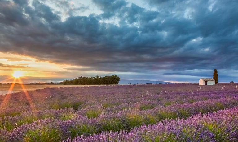Sunset over a blooming purple lavender field in Provence with a small white stone cottage.