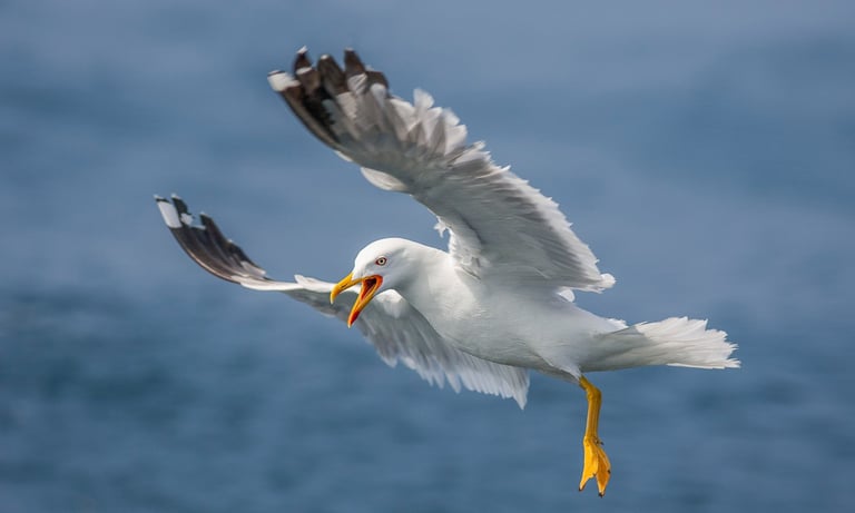 A yellow legged seagull with spread wings flying and squawking over the blue ocean water.