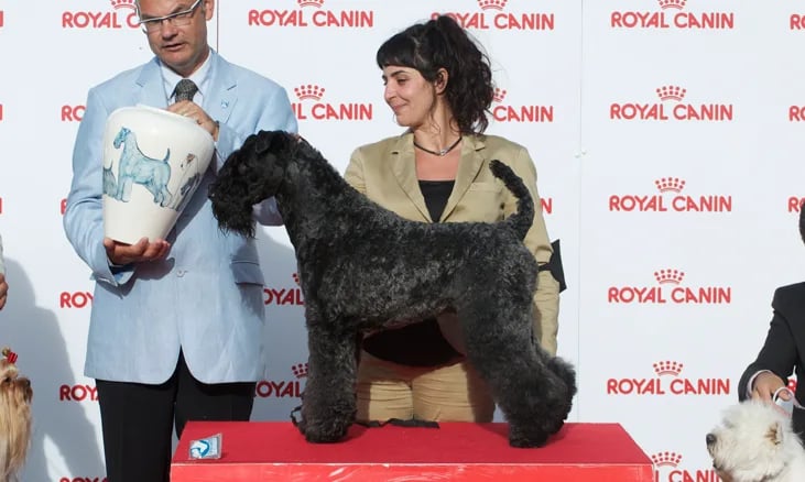 peluquería canina de exposición 