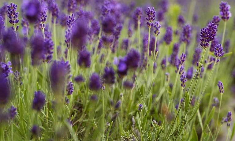 gros plant d'un pied de lavande dans un jardin
