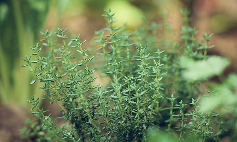 gros plan sur un plant de romarin dans un jardin