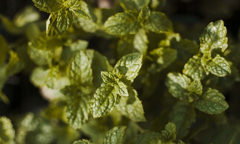 gros plant sur un pied de menthe dans un jardin