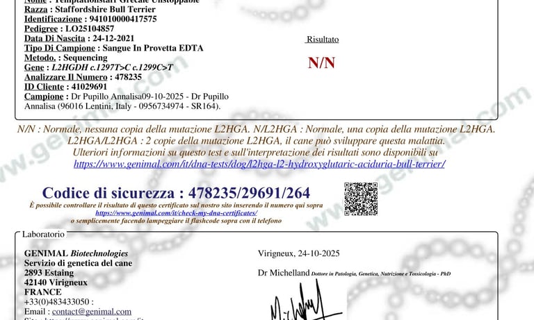 Certificato DNA Genimal esente N/N L2HGA. Test genetici riproduttori Staffy Grecalestaffs.