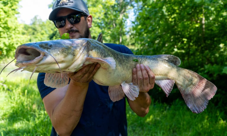 Flathead Catfish