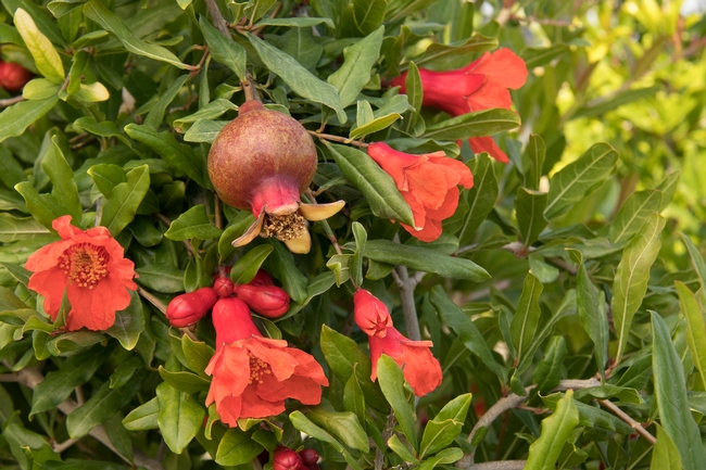 pomegranate