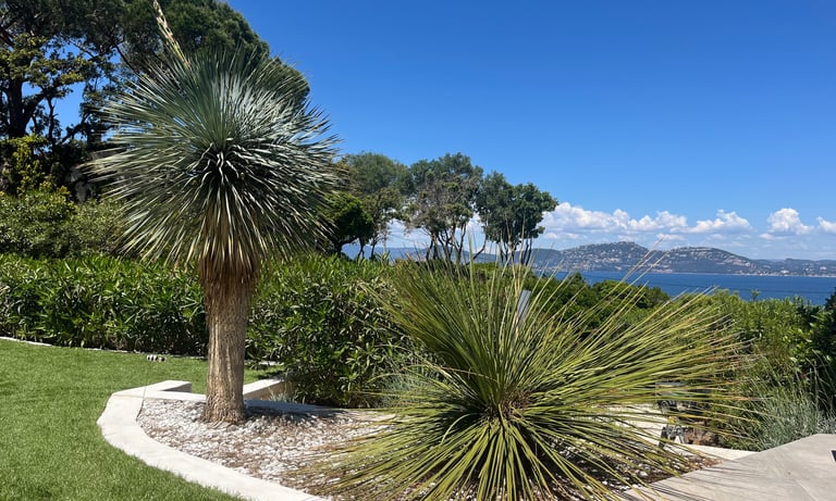 Magnifique plantes exotiques en décor