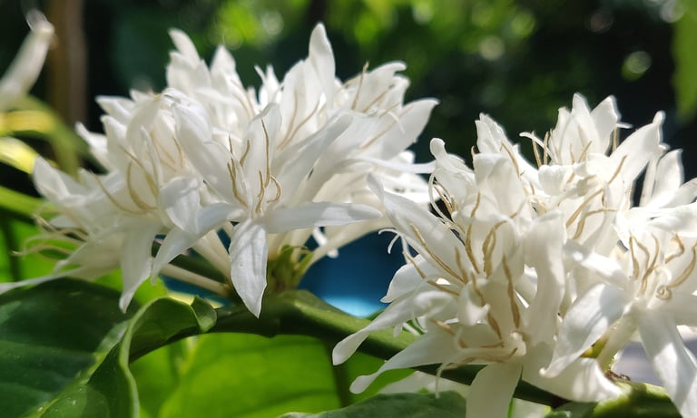 Coffee Blossom