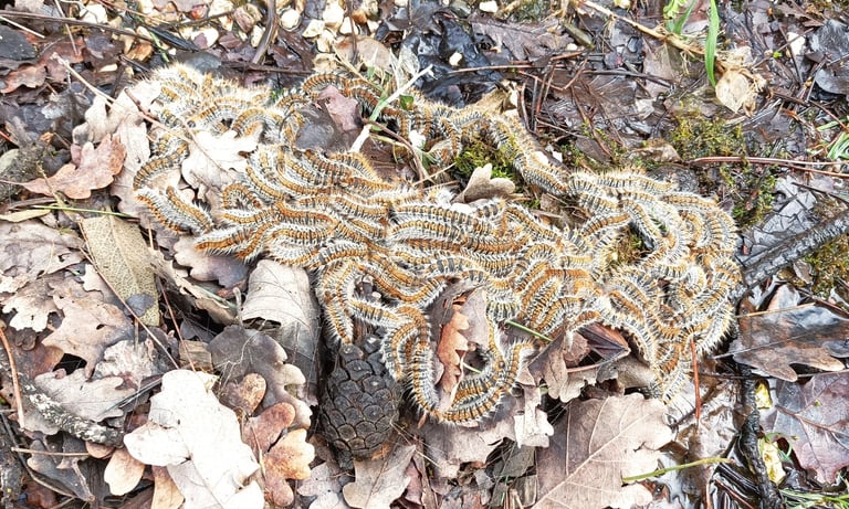 Beginning to bury themselves underground 