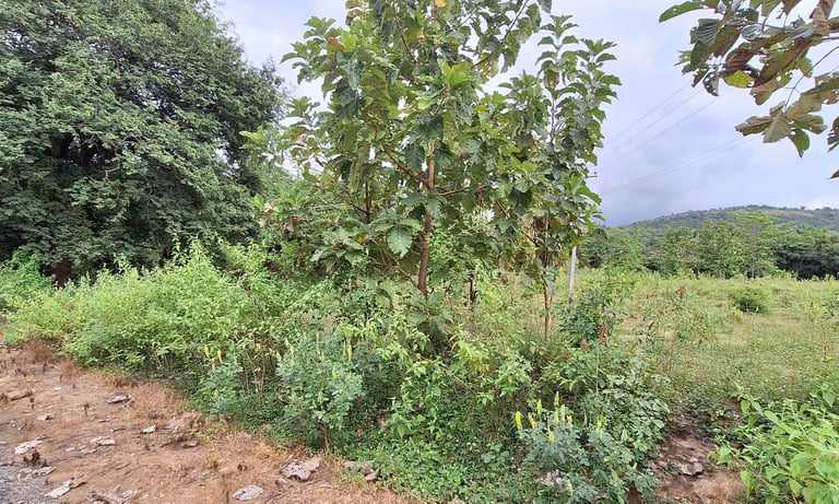 Farmland / Agricultural land of 1 Acres 18 Guntas for sale near Maralawadi, Off kanakapuara Road, Ne