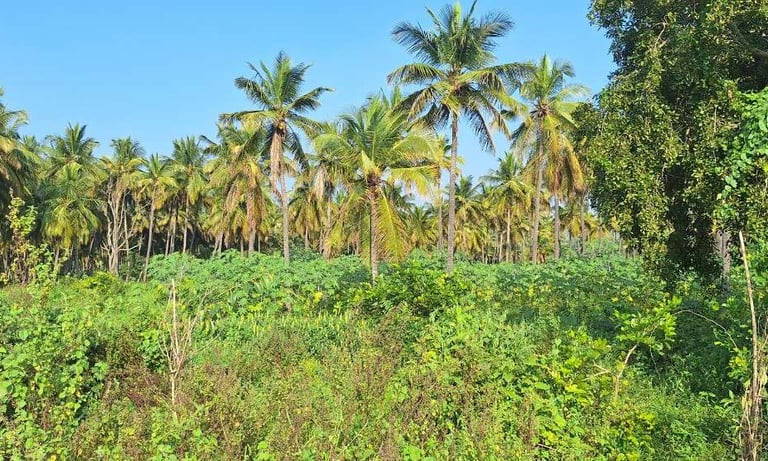 Agricultural land / farmland of 18 Acres sale near Kanakapura