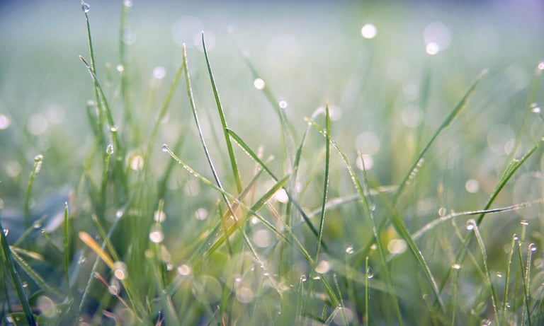 Herbe fraiche au matin