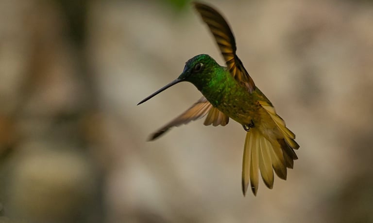 Birdwatching Abra Malaga Machu Picchu & Manu National Park 10 Days