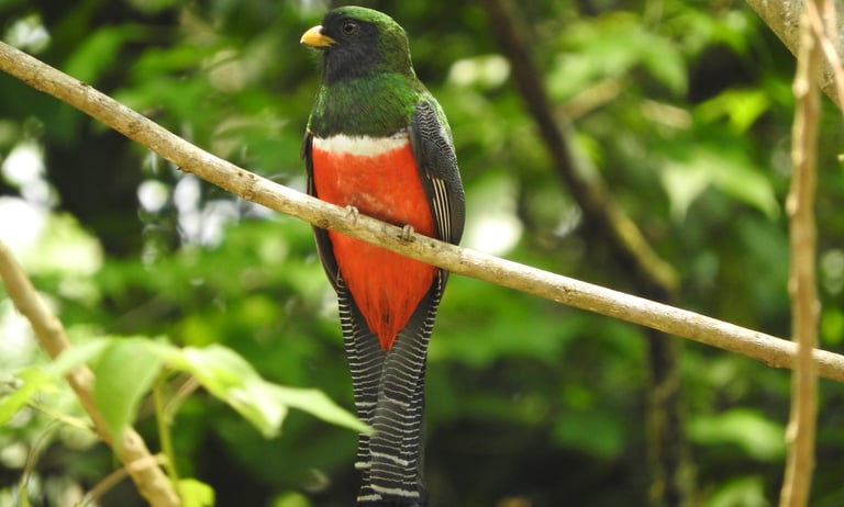Male Collared Trogon with vivid red belly and green back perched in Chiapas rainforest