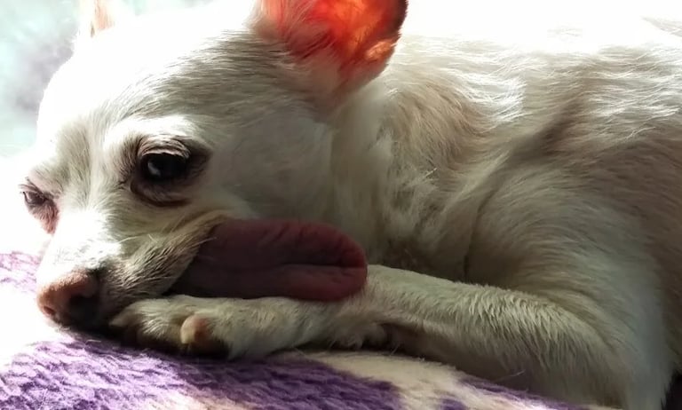 Health Vibes - My dog Mindy was a rescue with 1 tooth, always her tongue always made me laugh