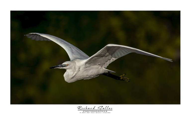 Aigrette garzette