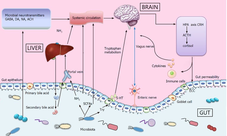 gut-brain-liver axis