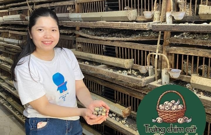 trứng chim cút giá sỉ, giao hàng Hà Nội, Bắc Ninh, Hưng Yên, Vĩnh Phúc, Phú Thọ, Thái Nguyên