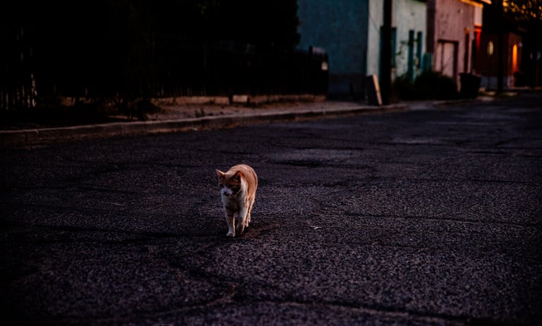 cat walking on dim street in Tucson Arizona