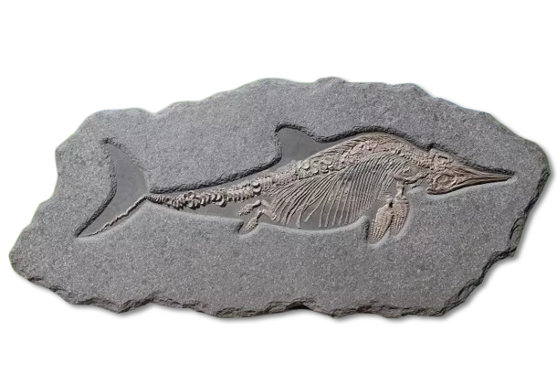 Fossil eines Ichthyosauriers aus Holzmaden auf Ölschieferplatte