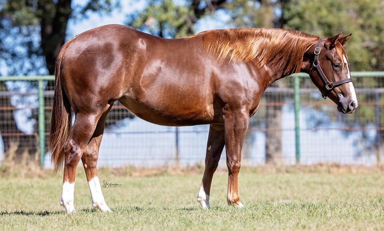 Muscular chestnut American Quarter Horse standing in a grassy field with a leather halter.