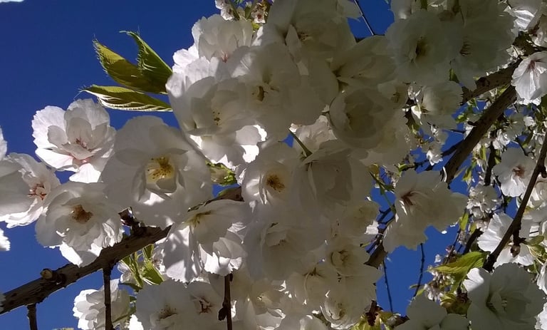 Cherry blossom