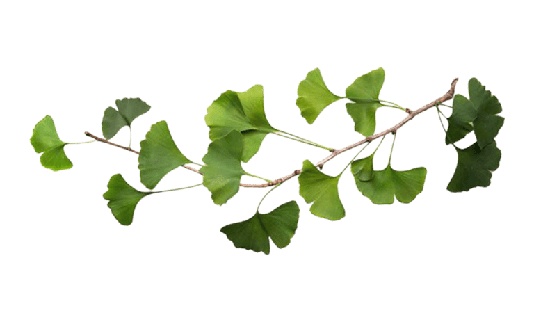 M-Plus ginkgo