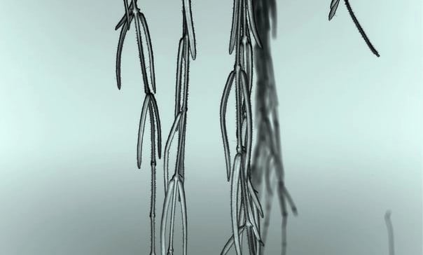 digital art, video installation,  joanna wlaszyn